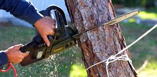 Lawn Pest Prevention in Cherryland, CA