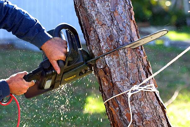 How Our Tree Care Process Works  in  Cherryland, CA