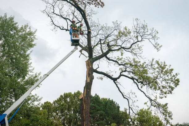 Best Tree and Shrub Care  in Cherryland, CA