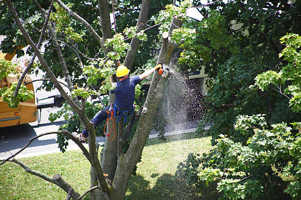 Cherryland, CA Tree Care Company