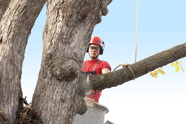 Best Tree Removal  in Cherryland, CA